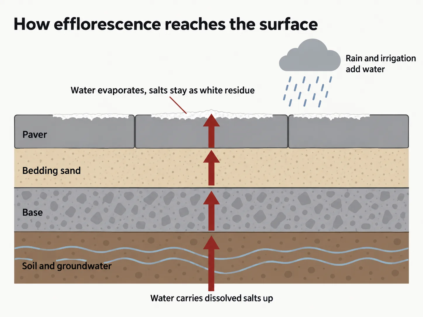 Cross-section showing water carrying salts up through pavers and bedding sand to the surface