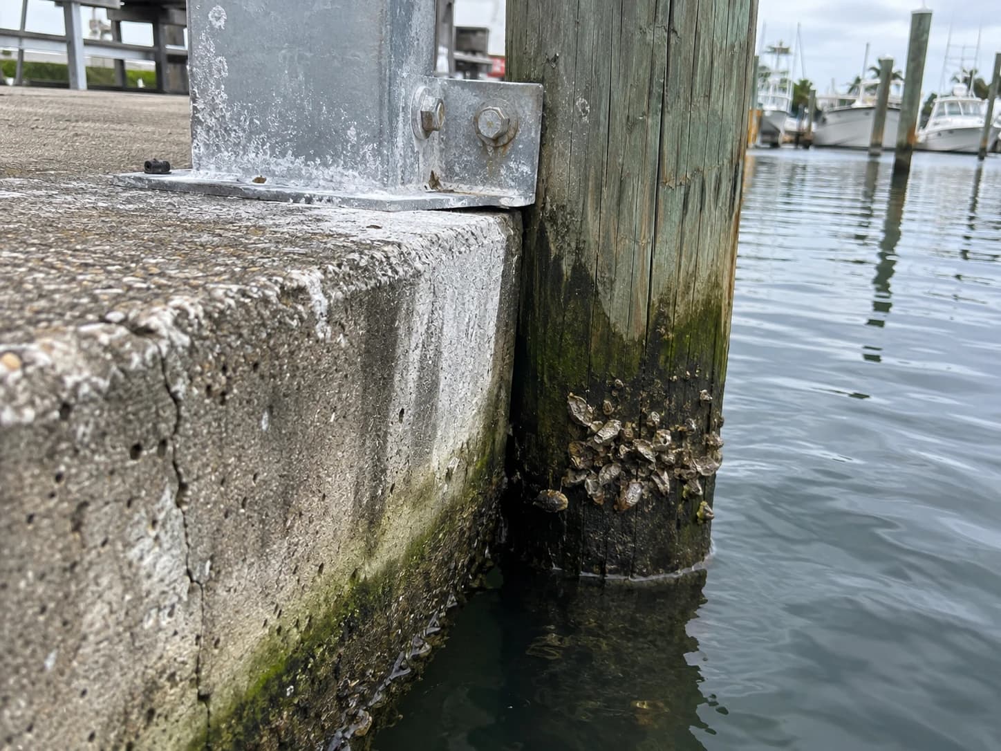 Marine growth identification photos